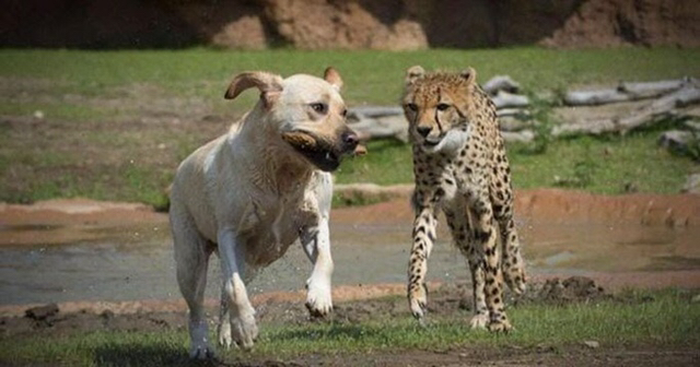 치타의 사교성 기르는 방법 🐆🐕 | 인스티즈