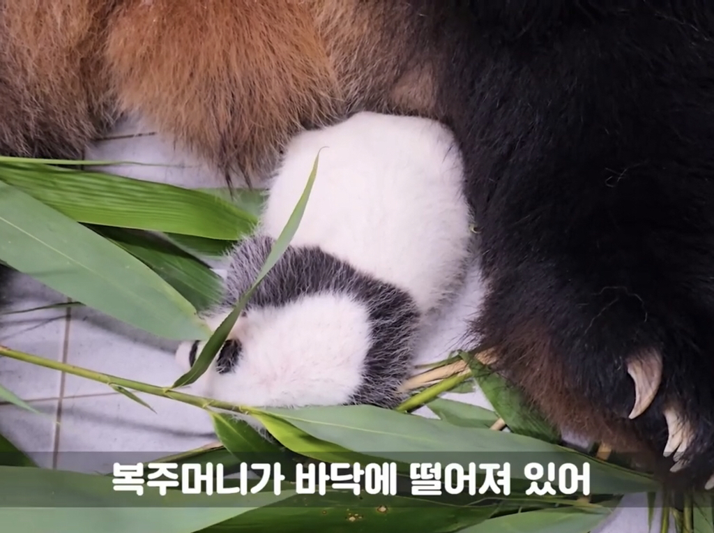 벌써부터 돼지판다..의 조짐이 보이는 푸바오 동생 둘째바오 | 인스티즈