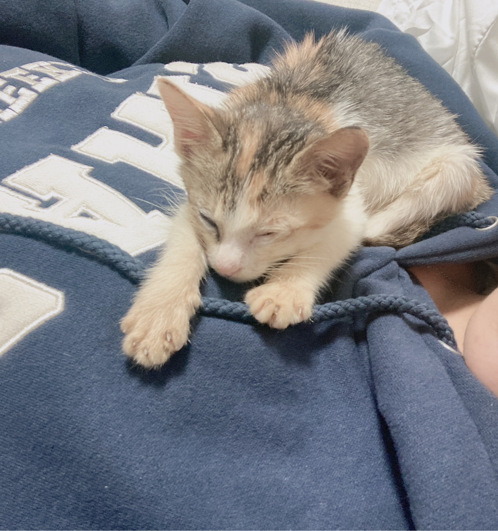 내 고양이 싸가지없어 - 악플달면 쩌리쩌려버려 - ＊여성시대＊ 차분한 20대들의 알흠다운 공간