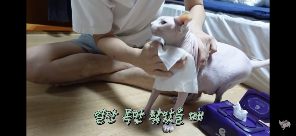 털이 없는 스핑크스는 키우기 편할까? (위생주의) | 인스티즈