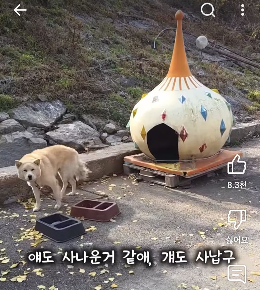 택배하면서 시골 묶인 개들한테 집 지어주는 택배기사 | 인스티즈