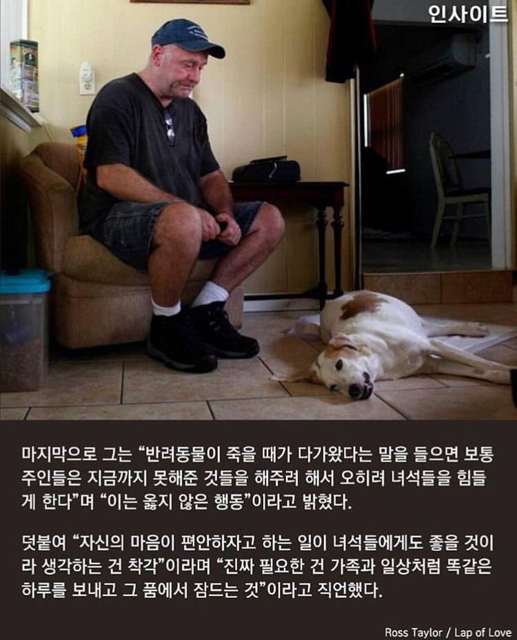 수의사가 말하는, 주인이 '무지개다리' 건너는 반려견 곁에 꼭 붙어있어줘야 하는 이유 | 인스티즈