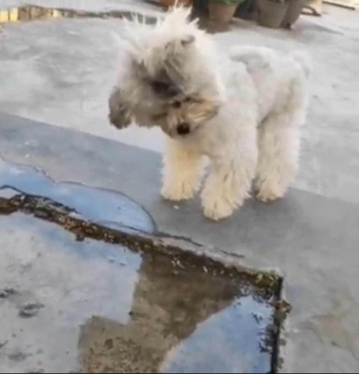 웅덩이에 비친 본인이 너무 신기한 강아지 | 인스티즈