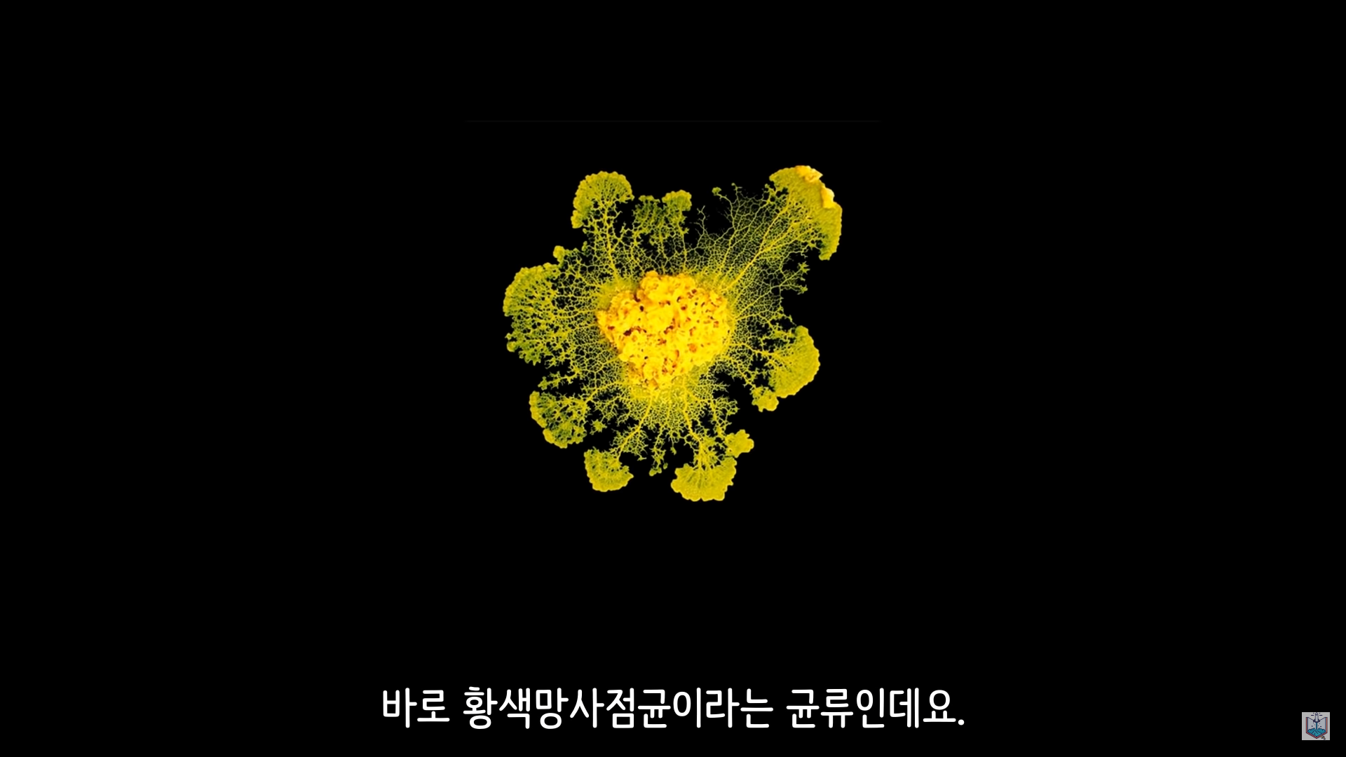 버섯이 단어와 문장을 사용해 서로 대화하고 있을지도 모른다고? | 인스티즈