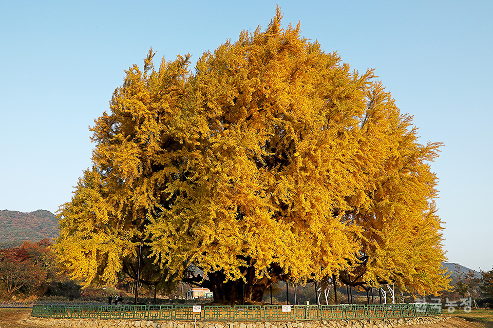 나무가 너무 영험하게 생겨서 붙여진 경고문 | 인스티즈
