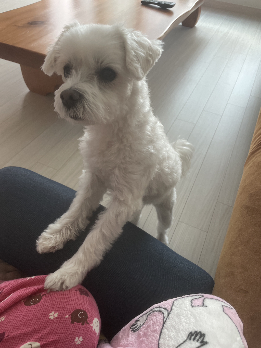 우리집개 찐따 그 잡채 | 인스티즈