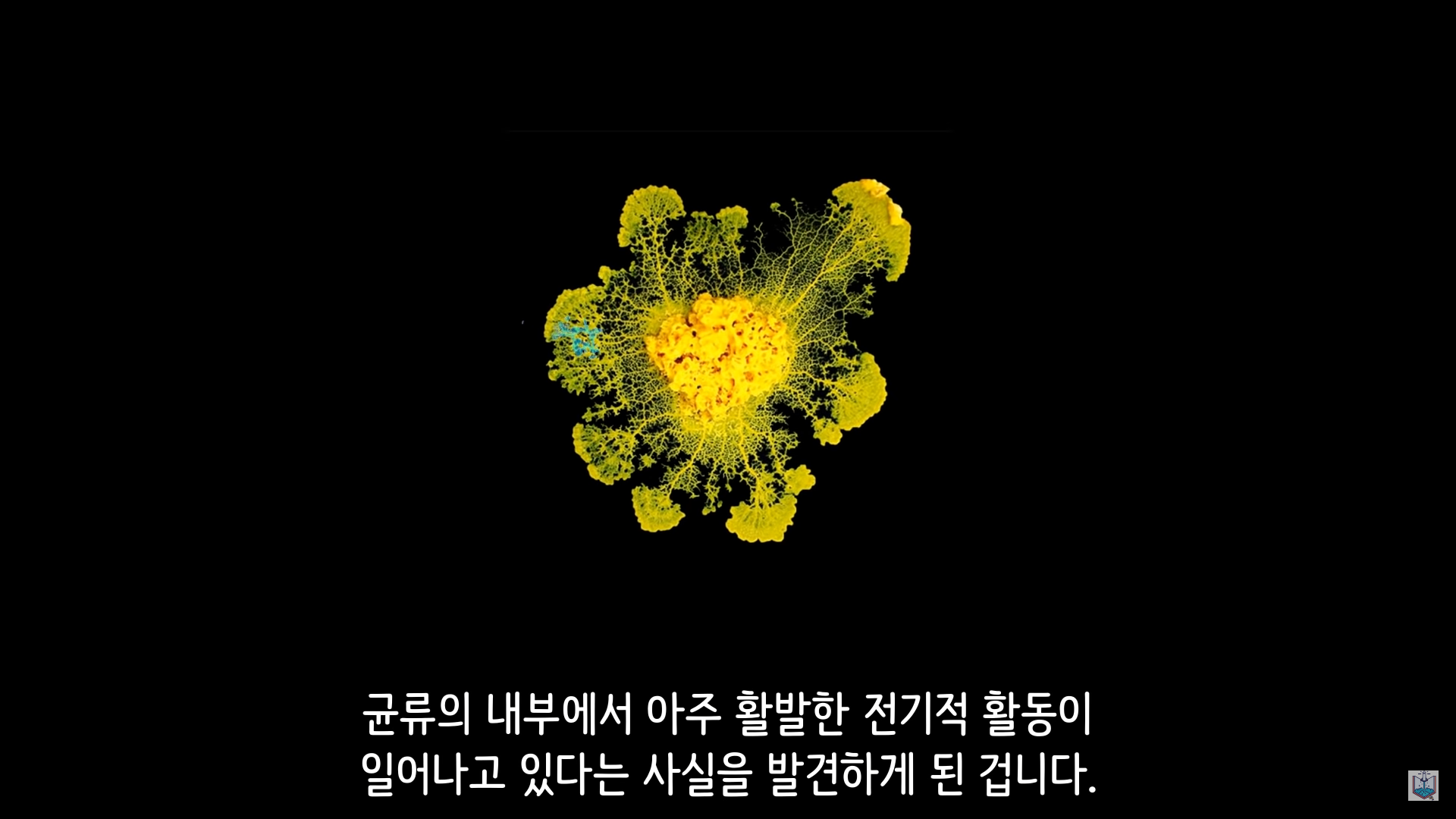 버섯이 단어와 문장을 사용해 서로 대화하고 있을지도 모른다고? | 인스티즈