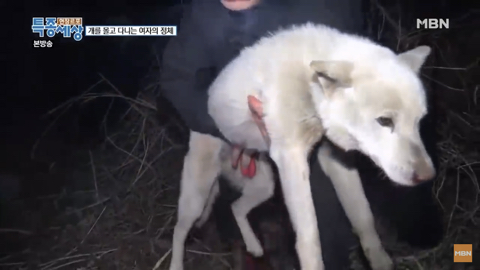 당신이 버린 강아지는 어떻게 되었을까 | 인스티즈