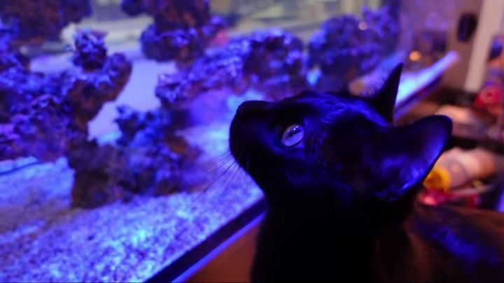 박수홍이 키우는 고양이 모질 | 인스티즈