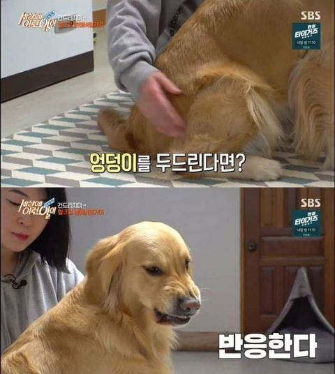 리트리버가 이렇게 화내는 거 첨봄 | 인스티즈