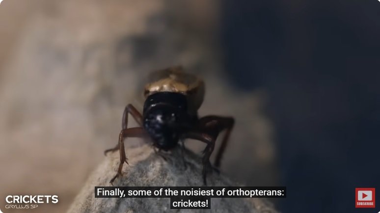 거대한 수조에 열대우림 환경을 조성해놓으면 생기는 일 - 2 | 인스티즈