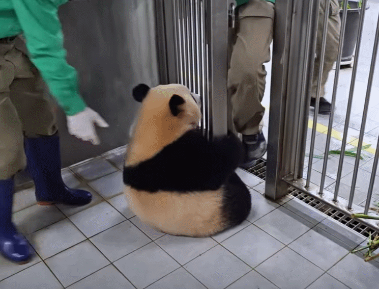 펠리컨 치료해주고 후드려 맞는 에버랜드 수의사ㅋㅋㅋㅋ | 인스티즈