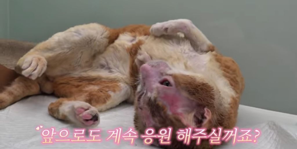 산불로 한쪽다리를 잃은 고양이가 받은 선물 🎁 | 인스티즈
