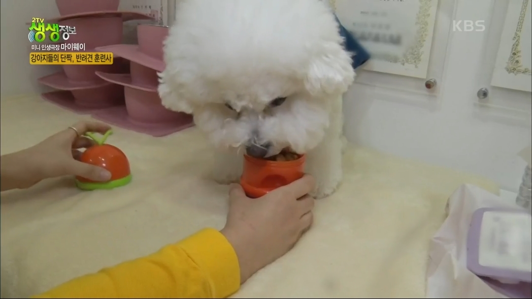 강아지 유치원.jpg | 인스티즈