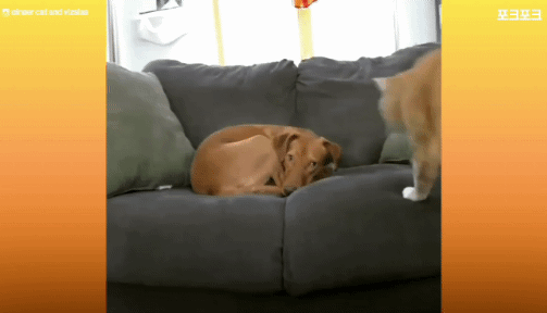 주인없을때 불안해 하는 강아지를 달래주는 고양이🥹 | 인스티즈