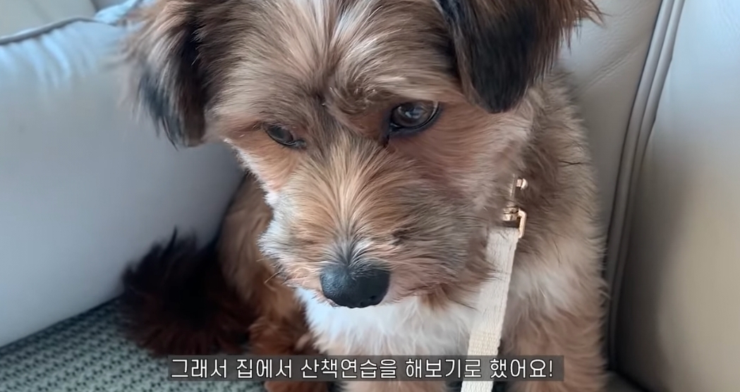 유기견 입양전후 변화. 겁많은 강아지의 100일간 브이로그 | 인스티즈