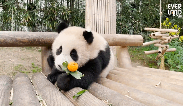 동물애호가들은 눈물 줄줄 흘리고 나오는 이번 가오갤3 | 인스티즈