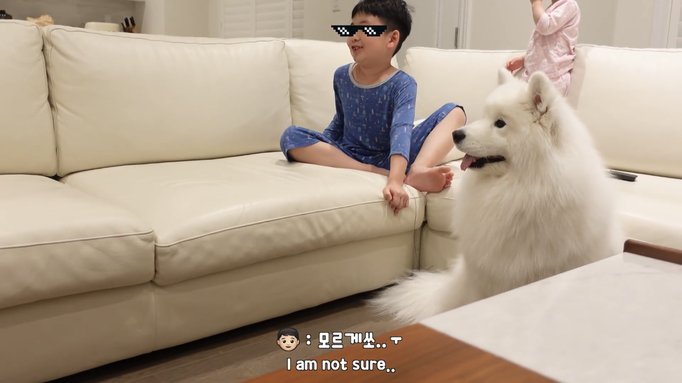 사모예드와 흔들리는 이 뽑는 법 | 인스티즈