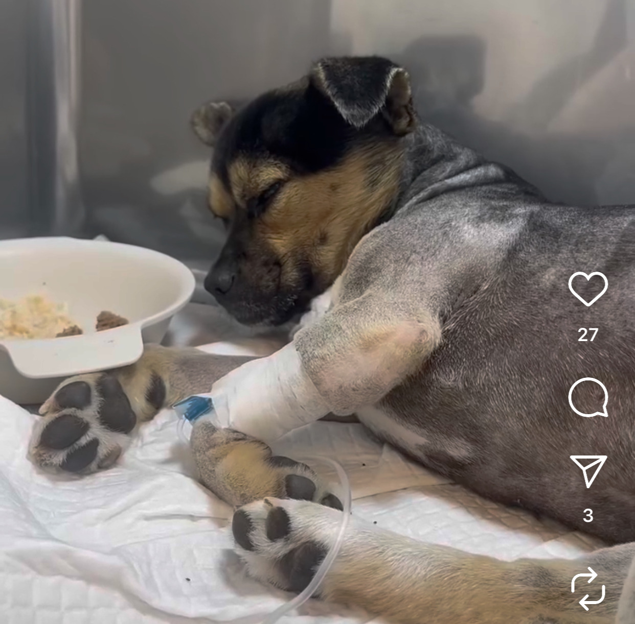 어느 고등학생 눈에 띈 교통사고 당한 유기견 근황 | 인스티즈