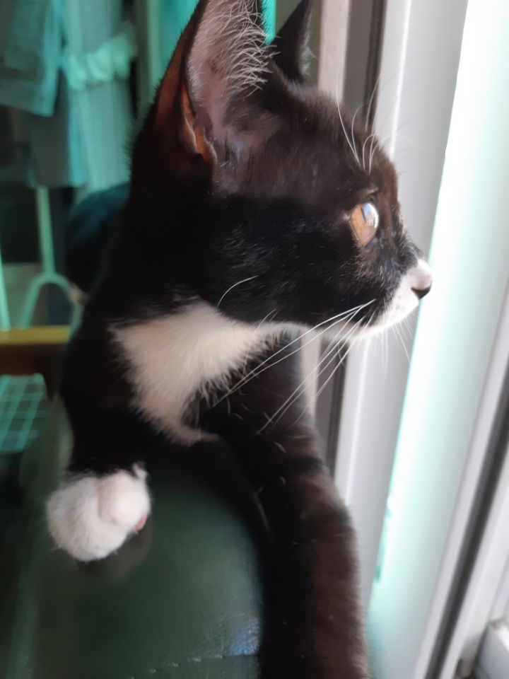 진화하는 코리안 사주 | 인스티즈