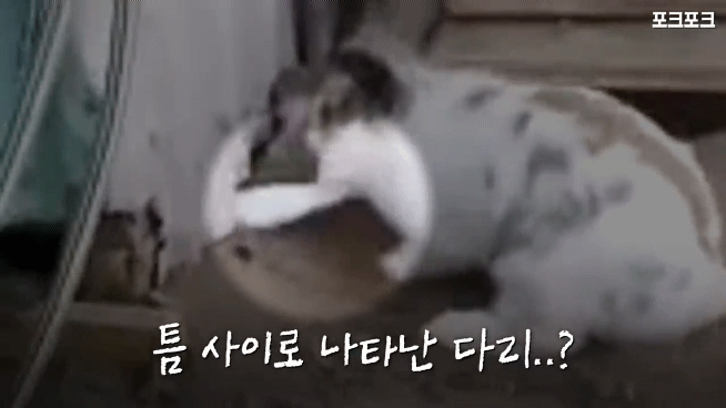 창고밑에 갇힌 고양이를 구하려는 토끼 | 인스티즈