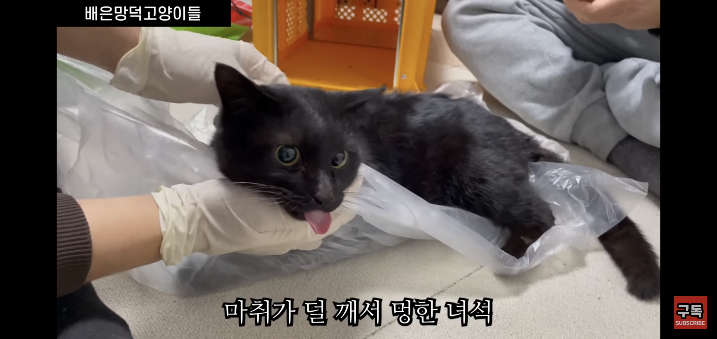 집 마당에 고양이가 나타나는 족족 다 잡아버리는 유튜버..jpg | 인스티즈