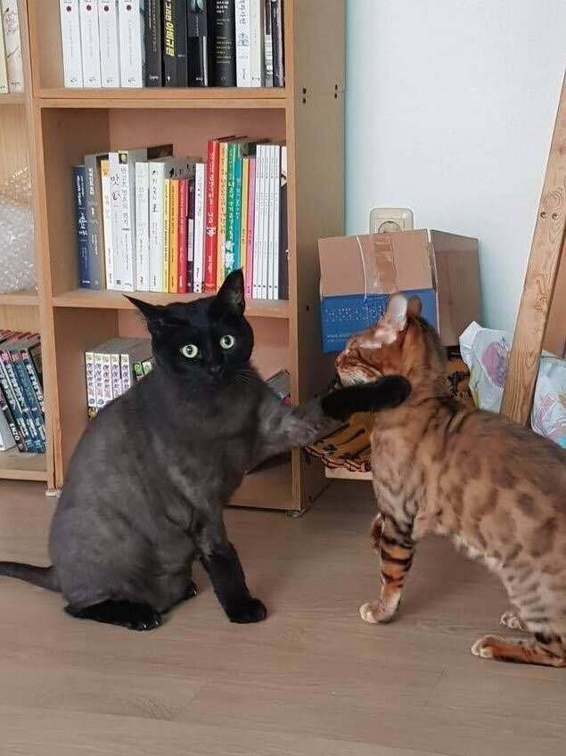 고양이 똥냄새 맡고 하악질했더니 | 인스티즈