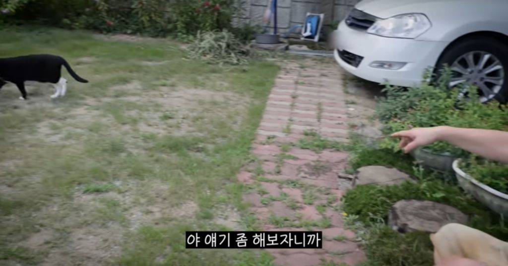 신발 물어 뜯은 고양이 찾아간 이영자 | 인스티즈