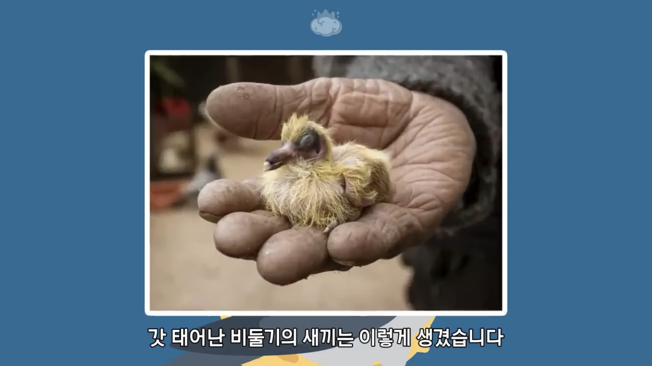 거리에 비둘기가 이렇게 많은데 왜 새끼 비둘기는 안 보일까? | 인스티즈