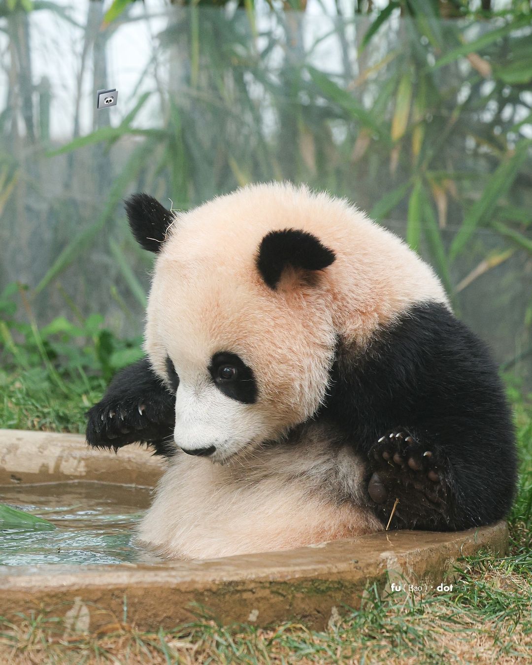 태어나서 첫 물놀이 체험중인 후이바오 루이바오 | 인스티즈