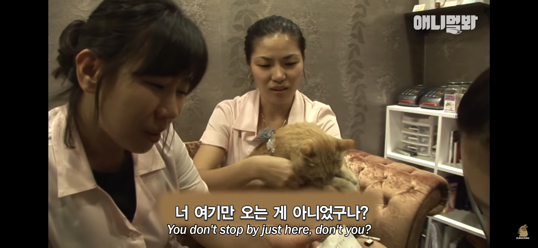 길고양이 목에 쪽지를 달자 생긴 영화같은 일 | 인스티즈