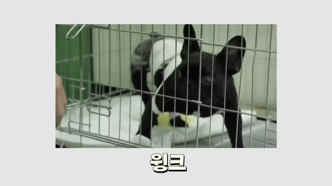 교통사고난 유기견 입양한 설채현 수의사 그리고 윙크 근황😉 | 인스티즈