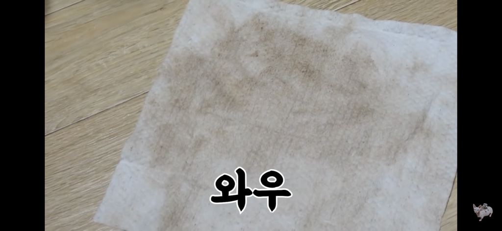 털이 없는 스핑크스는 키우기 편할까? (위생주의) | 인스티즈