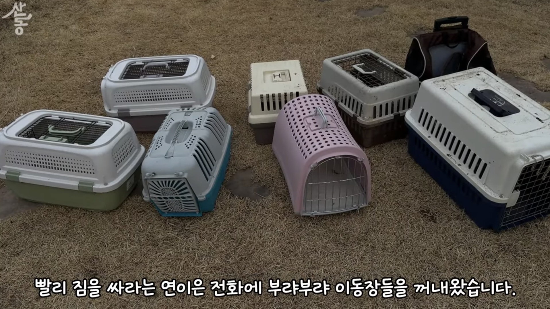 산불때문에 고양이 16마리와 대피한 유튜버 | 인스티즈