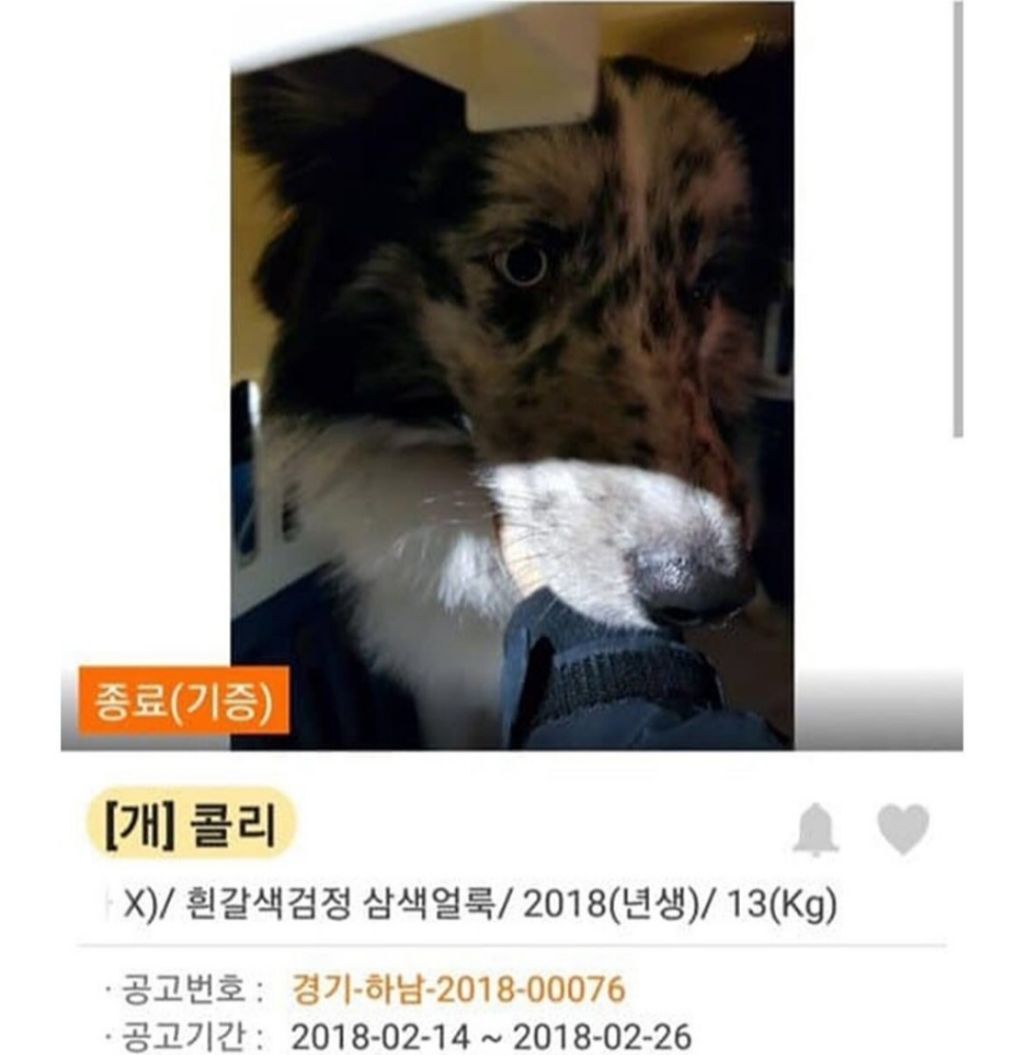댕댕이 입양 전,후 사진 | 인스티즈