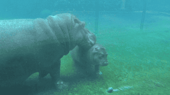 아직도 하마에 대해 모르는 사람이 많은 듯한 정보 | 인스티즈