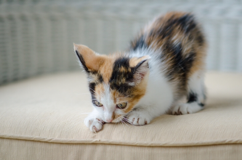 고양이가 쭉쭉 기지개를 켜는 이유 | 인스티즈