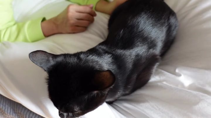 박수홍이 키우는 고양이 모질 | 인스티즈