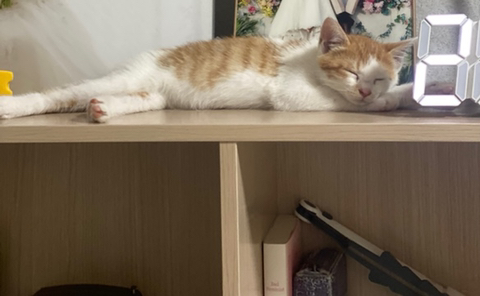 냥줍한지 한달 된 우리 고양이 보고가~!~! | 인스티즈