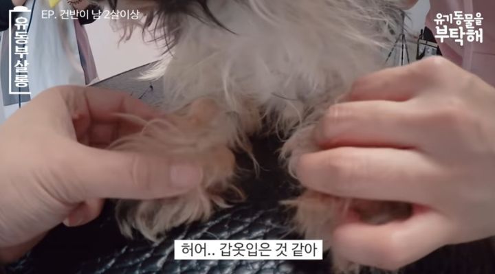 강쥐 건반이의 미용 전/후.jpg | 인스티즈