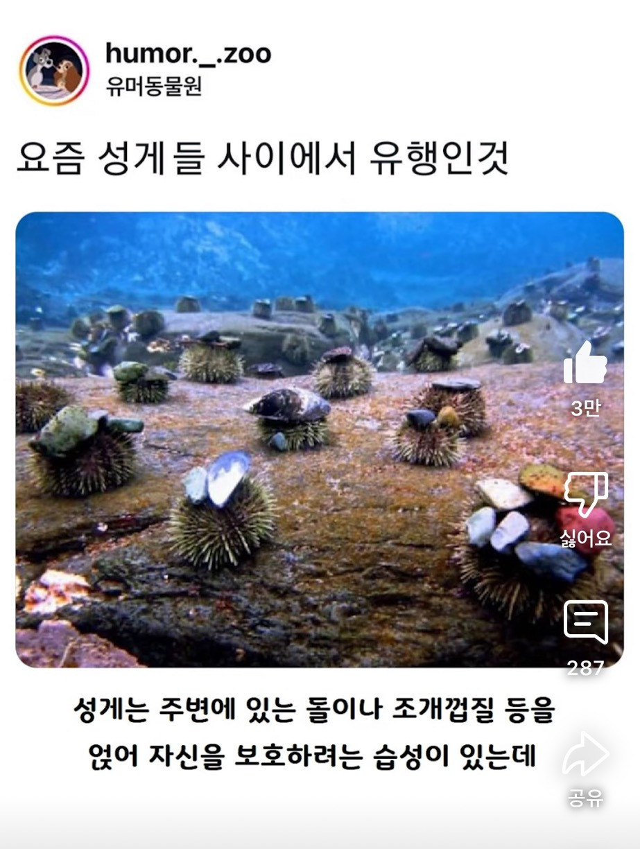 요즘 성게들 사이에서 유행인 것 | 인스티즈