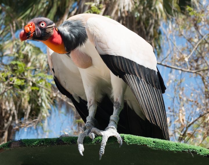 아마 본 적이 없을 특이한 조류 30종 | 인스티즈