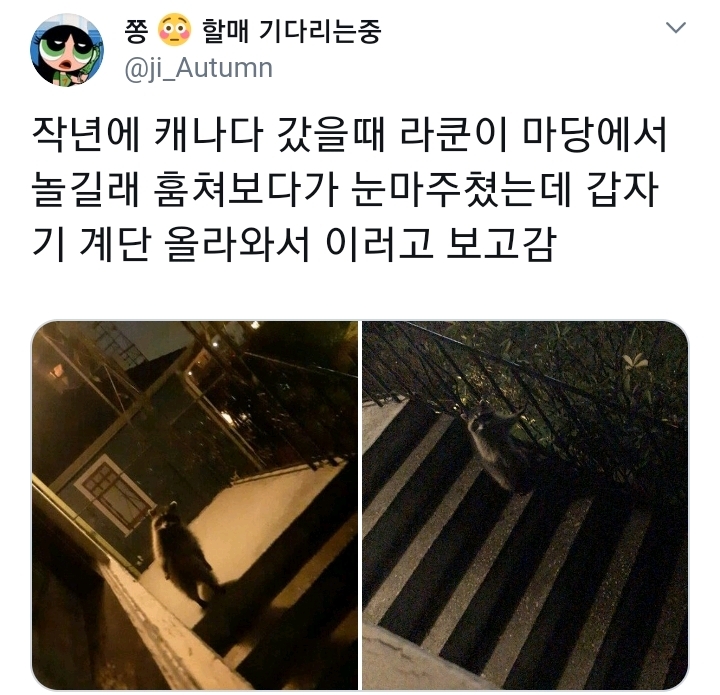 작년에 캐나다 갔을때 라쿤이 마당에서 놀길래 훔쳐보다가 눈마주쳤는데 | 인스티즈