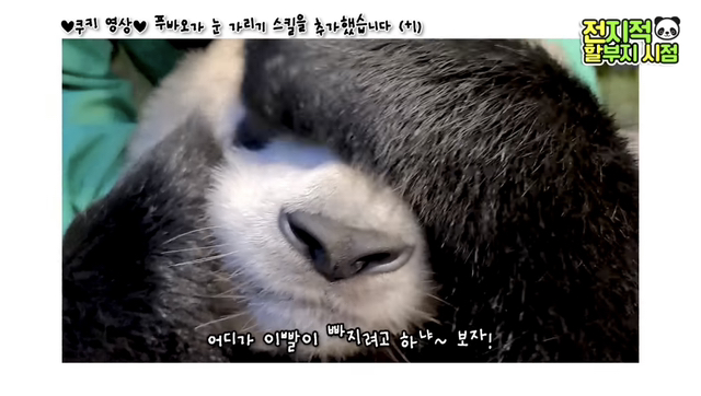 푸바오가 눈 가리기 스킬을 추가했습니다(+1)🐼 | 인스티즈