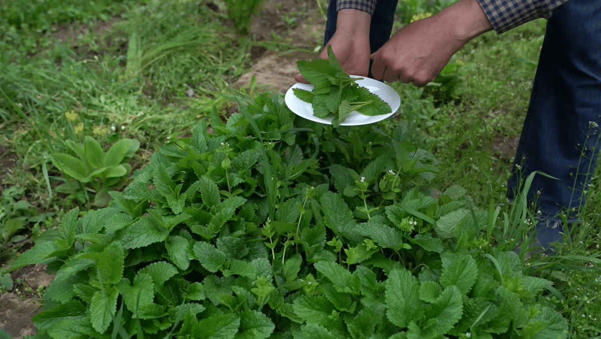요즘 유튜브에서 은근히 인기 많다는 외국 시골 브이로그...jpg | 인스티즈