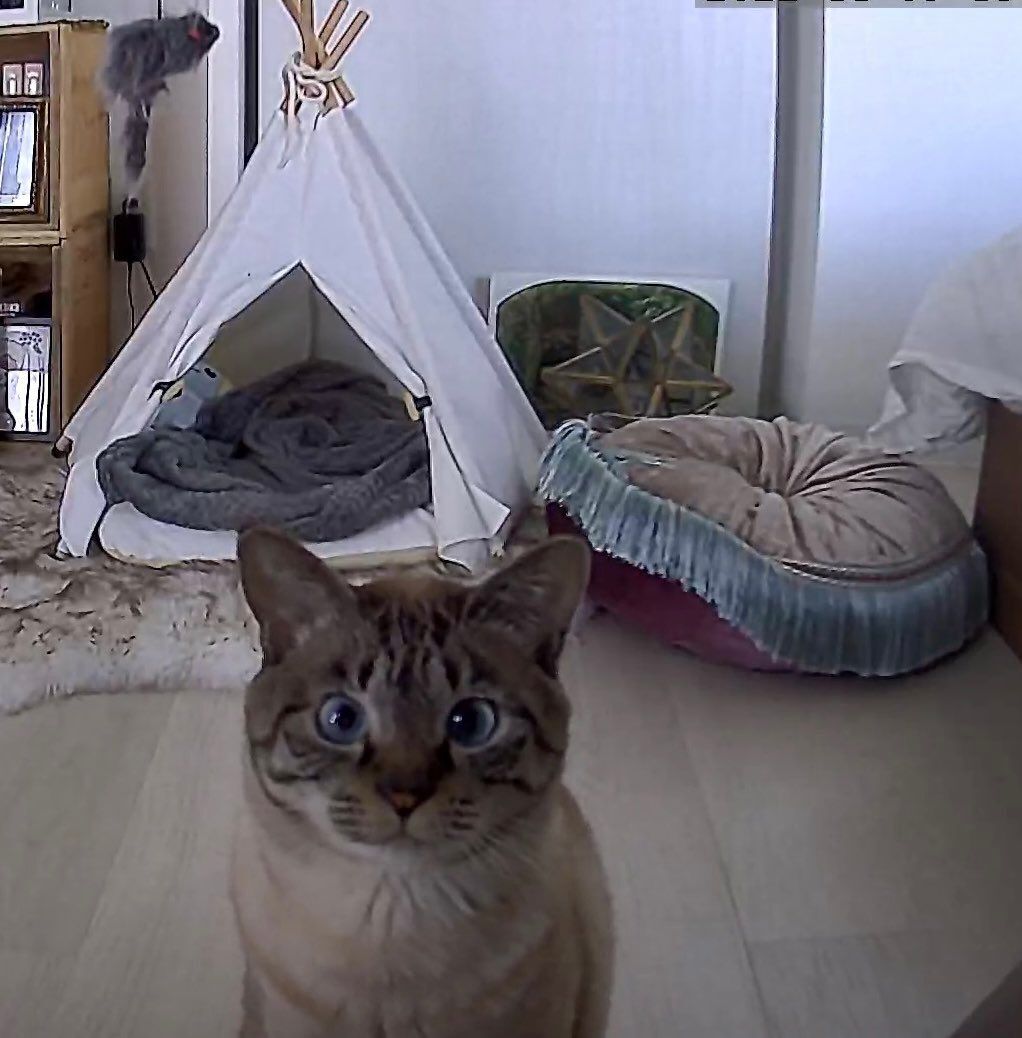 집사가 사료 보충하는 거 깜빡하고 출근해서 펫카메라에 항의하는 고양이.jpg | 인스티즈