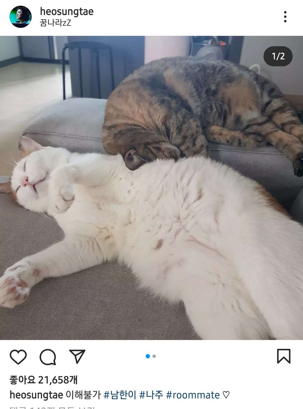 배우 허성태네 고양이들 | 인스티즈