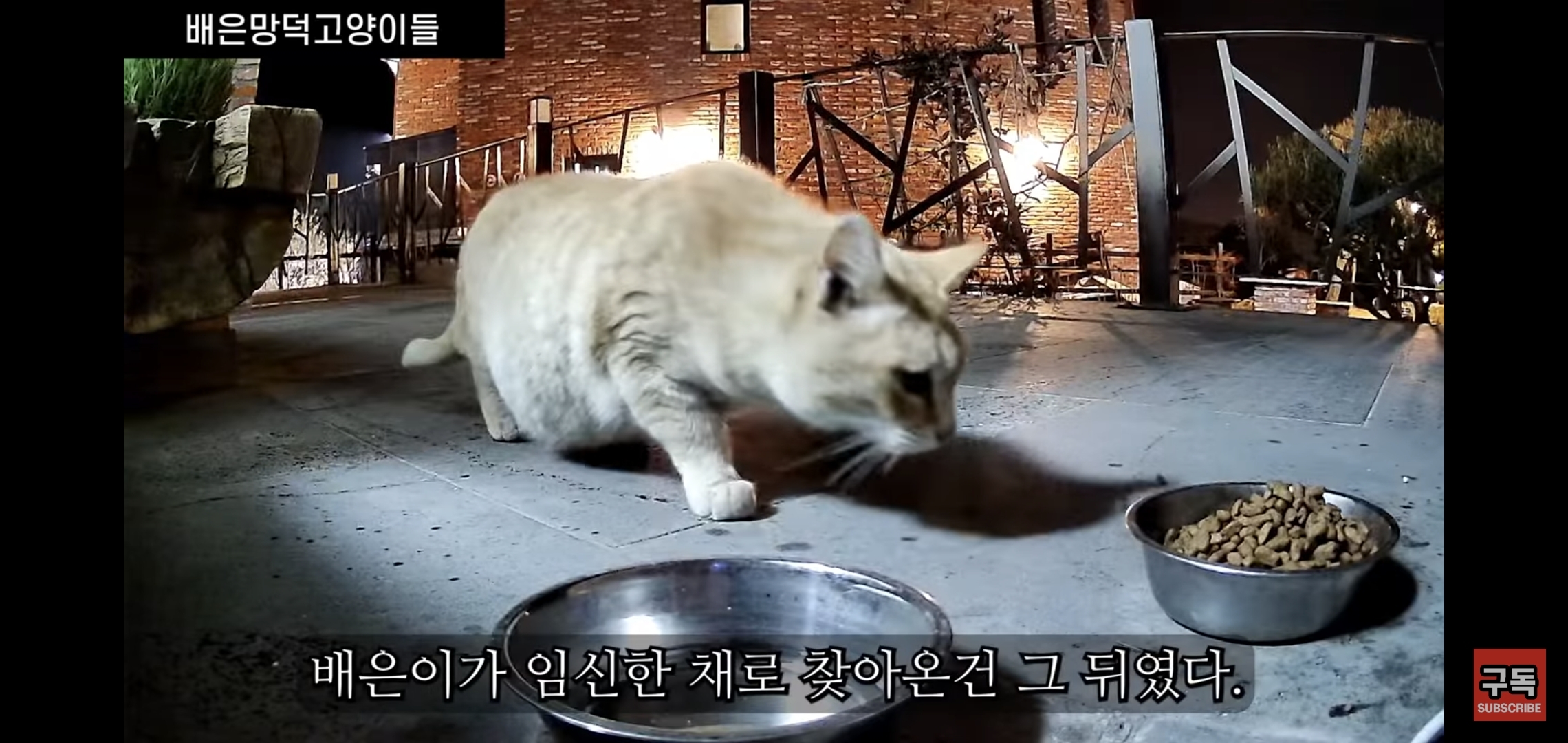 집 마당에 고양이가 나타나는 족족 다 잡아버리는 유튜버..jpg | 인스티즈