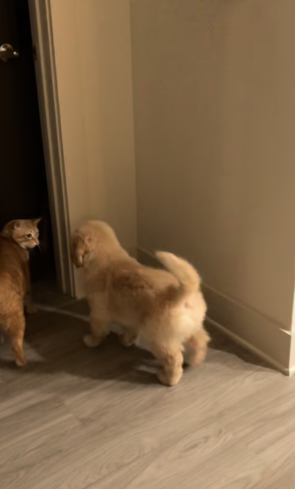 강쥐랑 고앵이랑 친해지는 과정 | 인스티즈