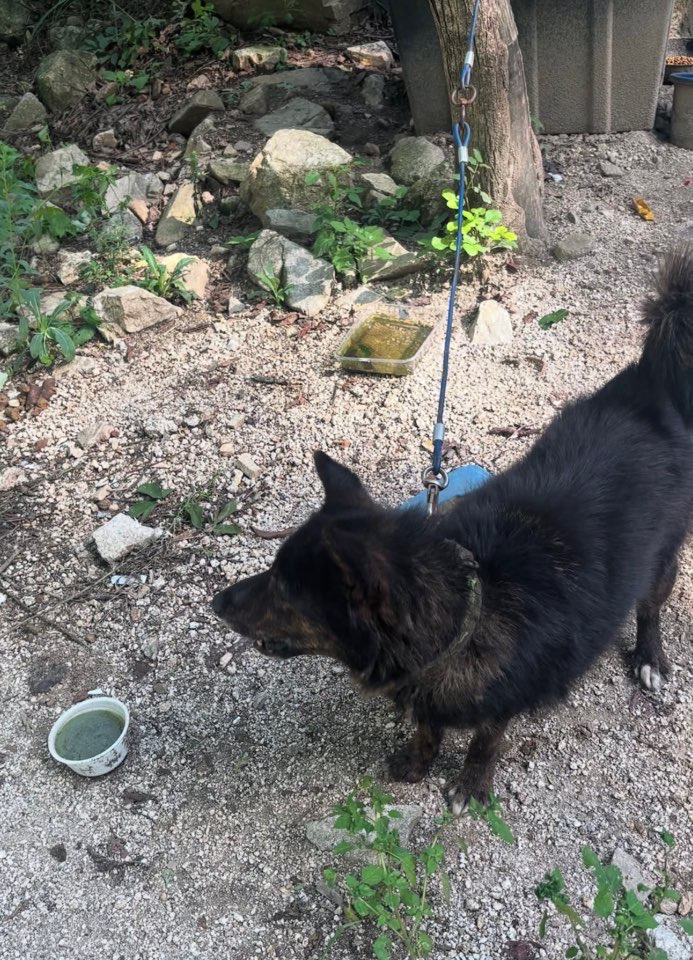 쩌리에서 논란이였던 계곡 방치견에 대한 캠핑장 피드백 | 인스티즈